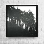 Blurry pine trees in line photo high quality